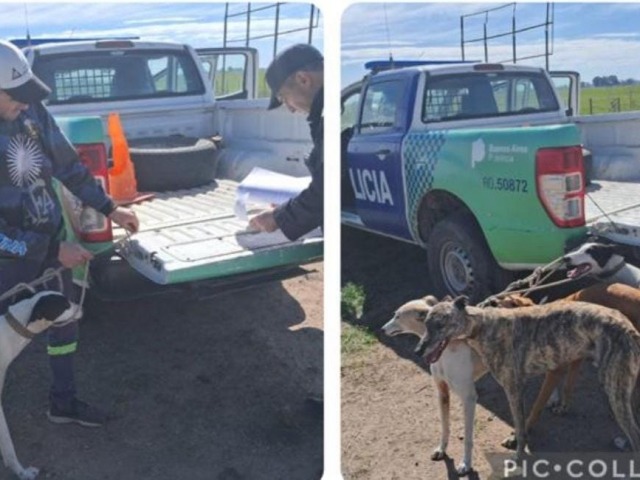 Loma Negra: se meti en un campo a cazar con perros galgos